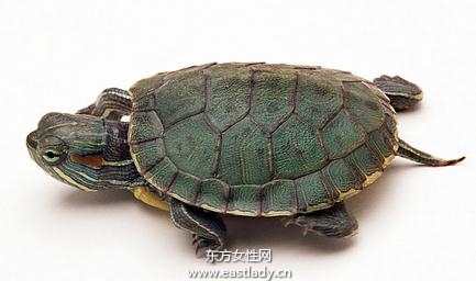 甲鱼的营养价值以及甲鱼汤的做法