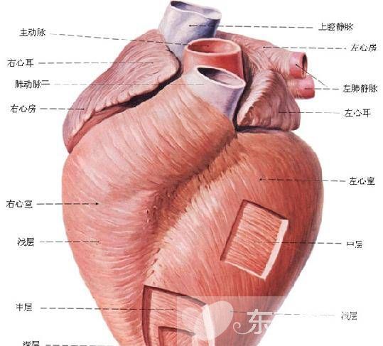 心肌炎的症状及治疗方法 搭配这些食疗偏方好得快哦