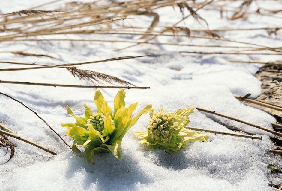 天山雪莲的功效与作用以及吃法