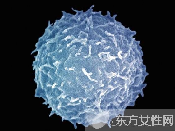 白细胞偏低的原因 白细胞低吃什么好