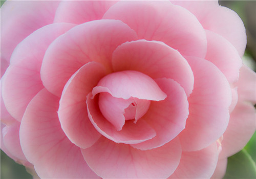 茶花粉的功效与作用有哪些 真的能养颜吗