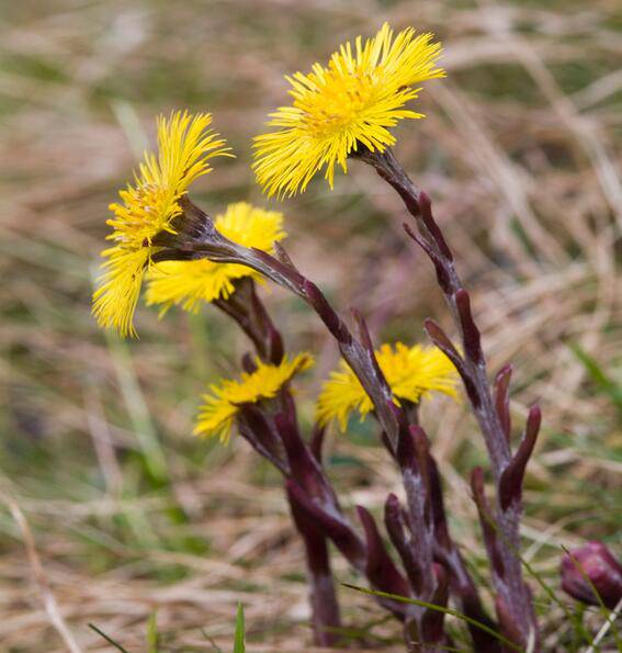 款冬花的功效与作用 它的最佳食疗方法
