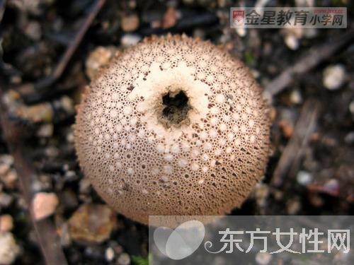 马勃菌的功效与作用以及食用注意事项