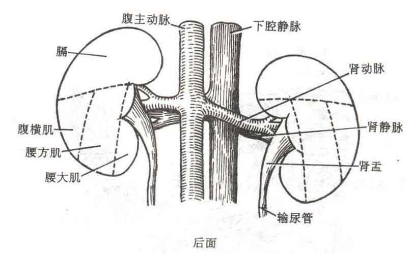 老中医的十种养肾方法 吃什么最养肾