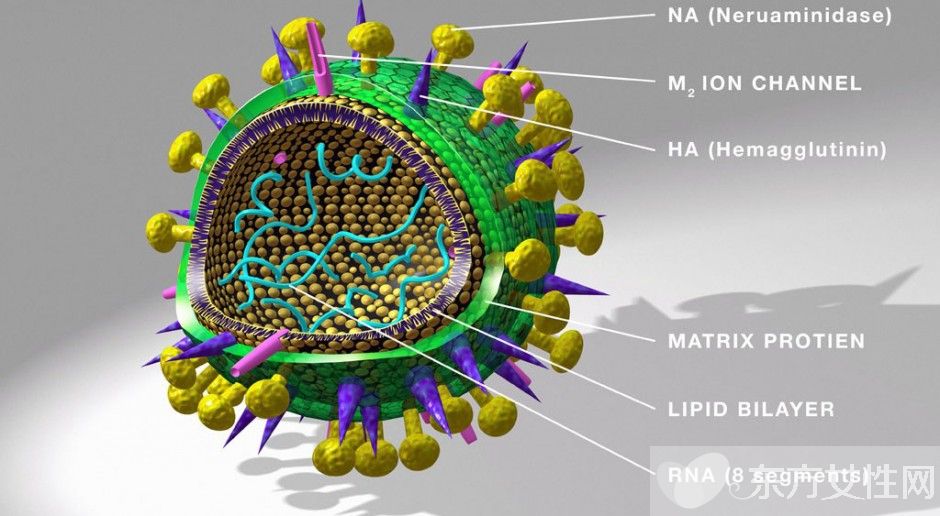 诺如病毒的症状有哪些 诺如病毒的7大预防