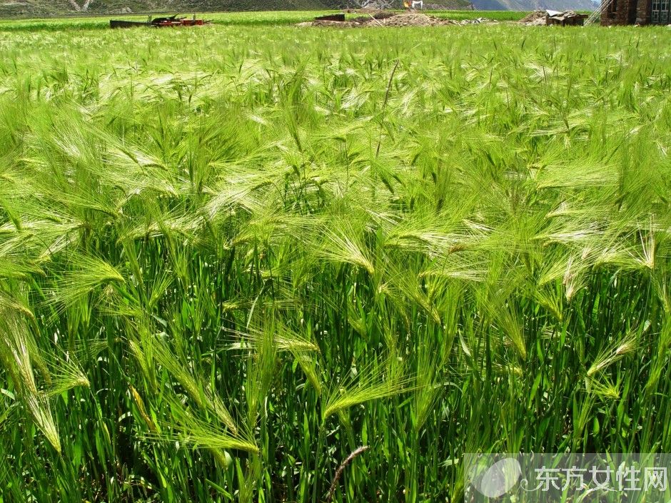青稞是什么 青稞的功效与作用