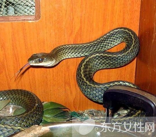 乌梢蛇的功效与作用有哪些 乌梢蛇的4大用处