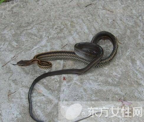 乌梢蛇的功效作用 乌梢蛇的4大食用方法