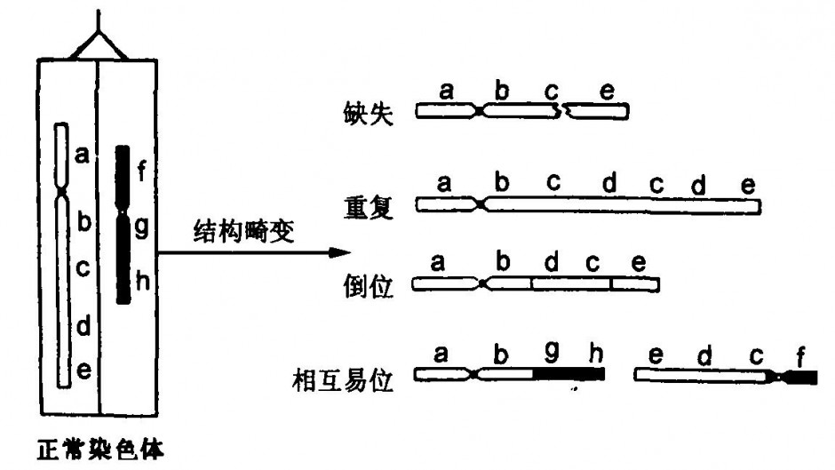 造成染色体异常的因素是什么
