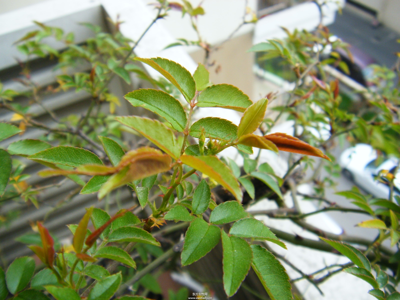 木香有何作用与功效 原来木香还有这作用