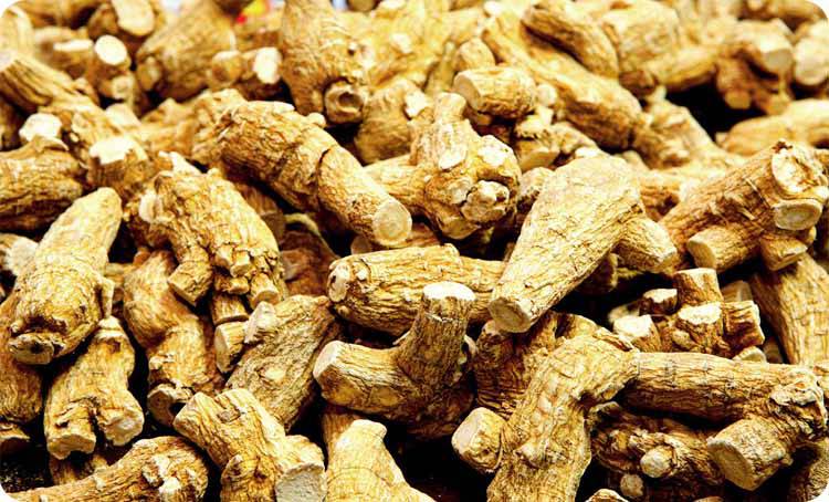 西洋参泡水的功效虽好 但以下禁忌需注意