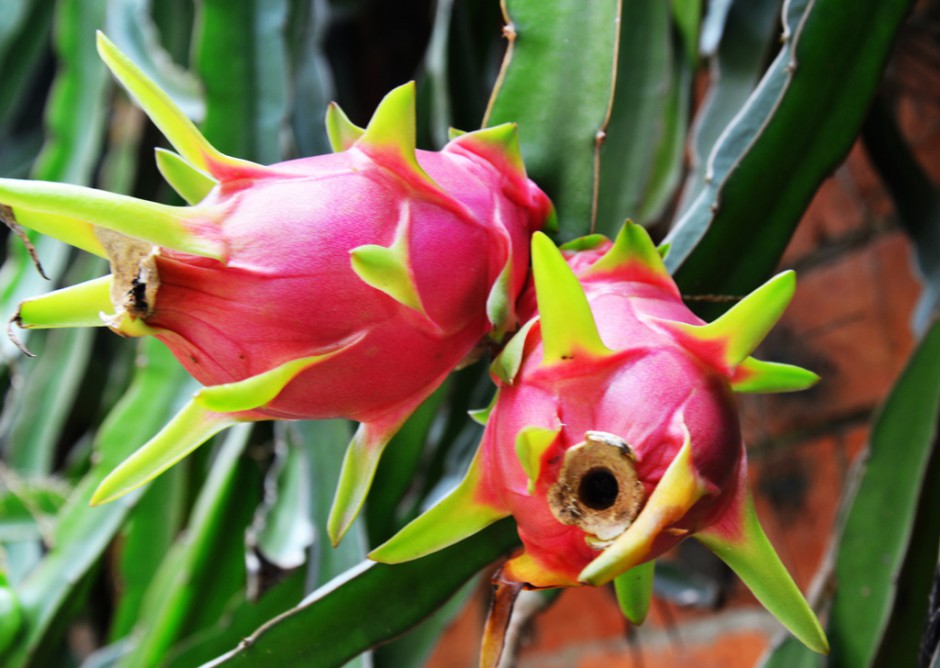 这些你要知道 吃火龙果有好处也有坏处