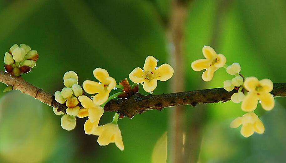 养生桂花茶的做法 桂花茶的功效与作用