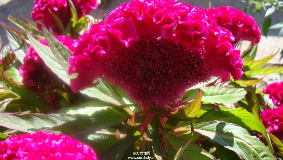 鸡冠花的功效与作用 揭密鸡冠花的药用价值