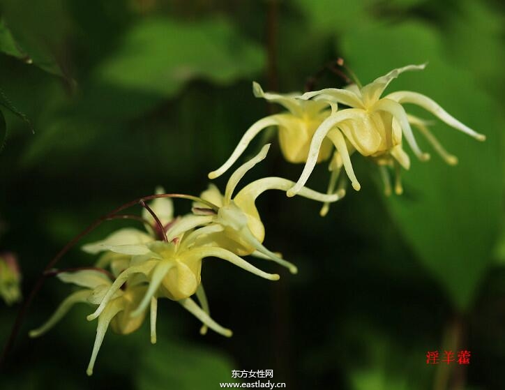 淫羊藿的功效与作用及食用方法大全