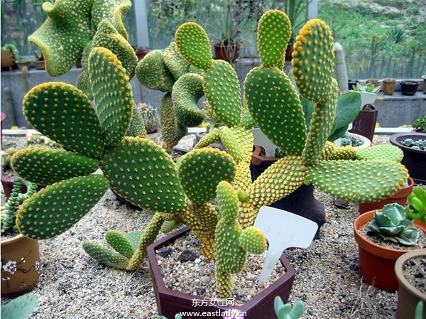 6款适合室内养的植物 让你生机勃勃招财又进宝