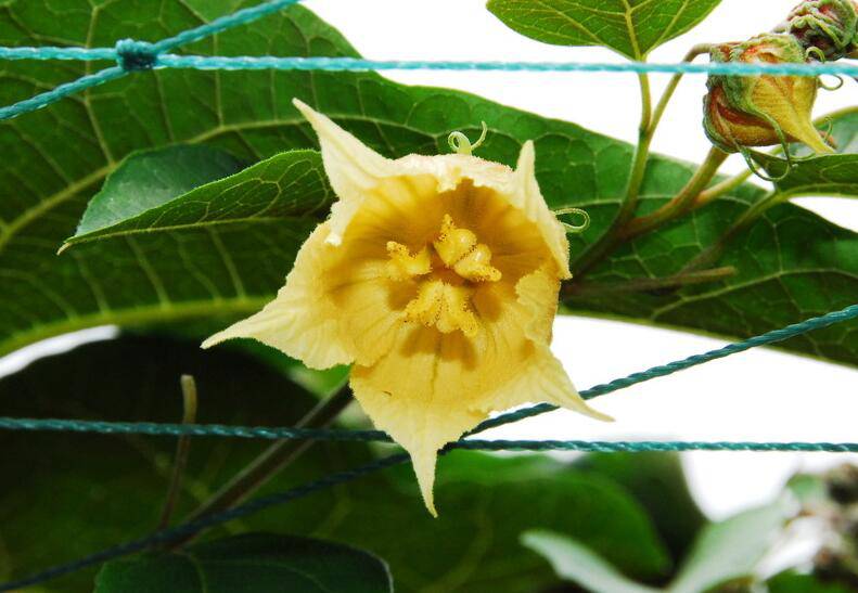 罗汉果花的功效与作用 什么人不宜食用