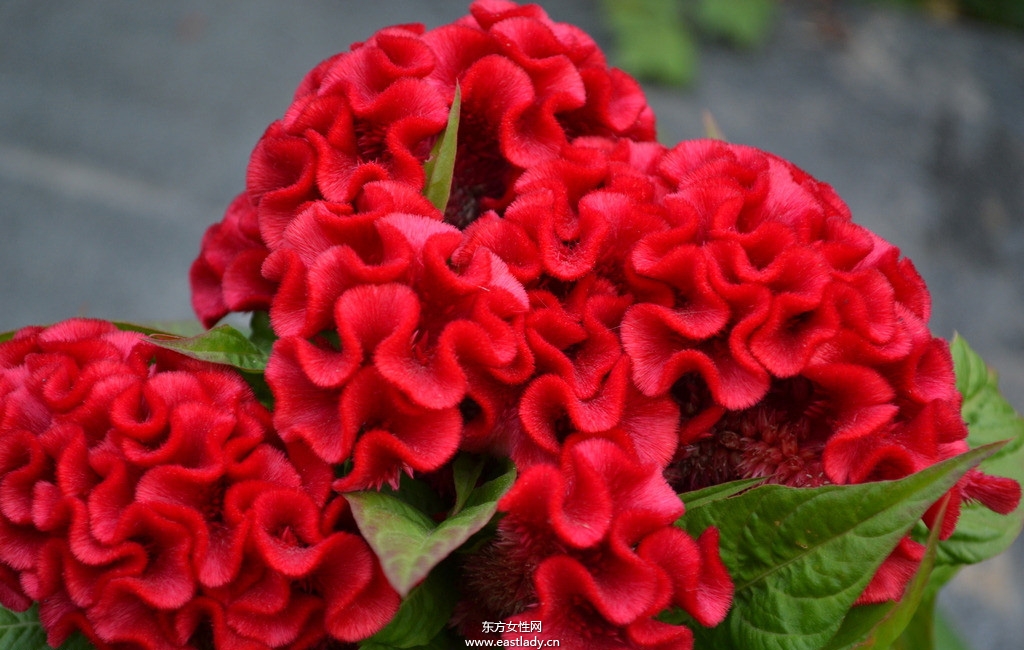 鸡冠花的功效与作用 揭密鸡冠花的药用价值