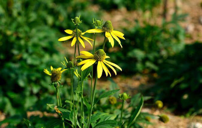 千里光是什么 千里光的功效与作用有哪些