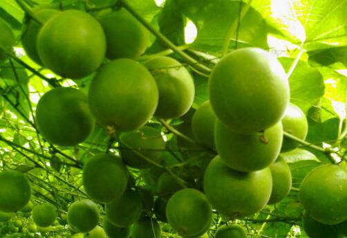 罗汉果花的功效与作用 什么人不宜食用