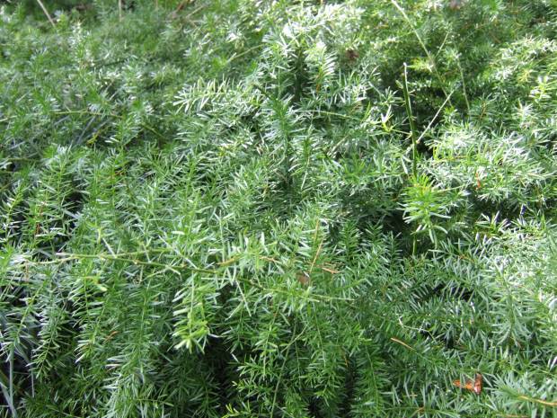 天门冬的功效与作用 药用价值有多高