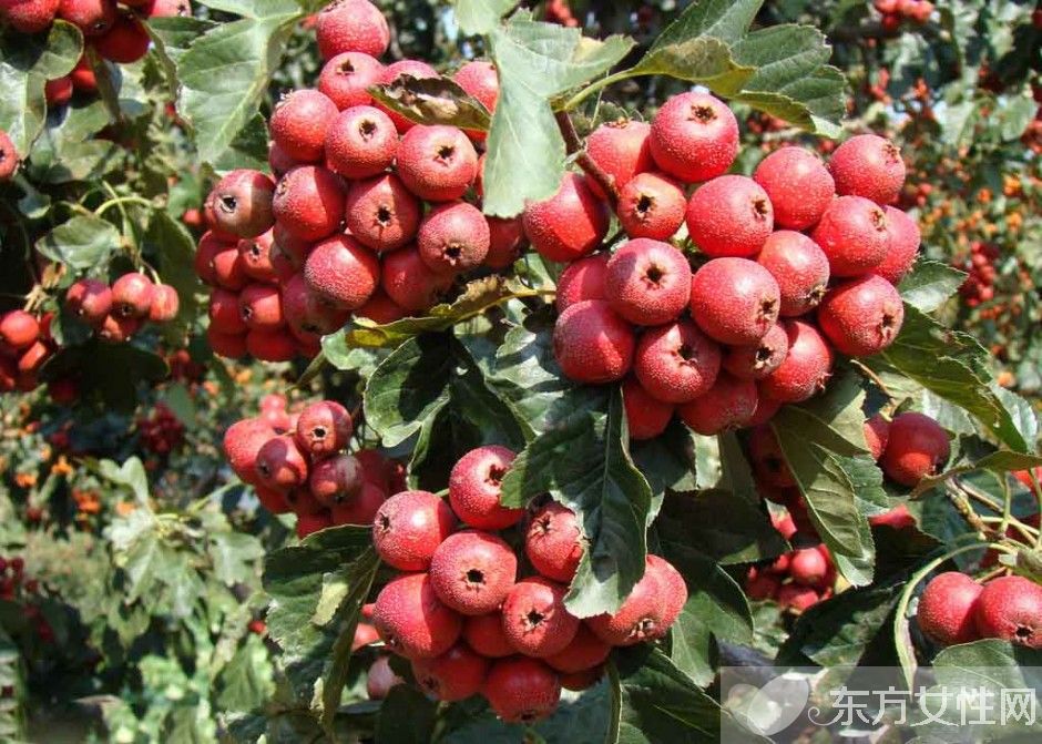 卵巢囊肿怎么治疗 常吃这些食物有效防止卵巢病变