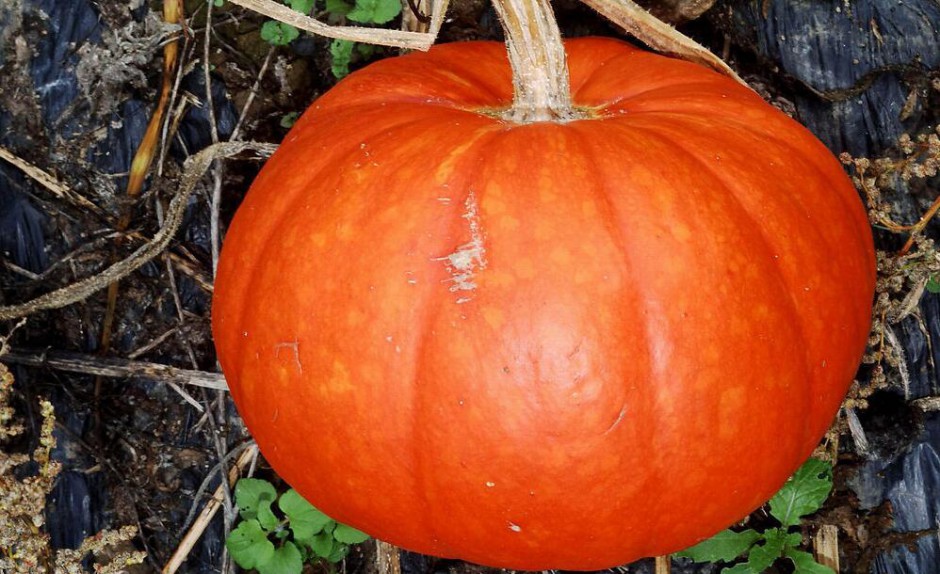 南瓜营养价值高 揭你不知道的南瓜粥做法