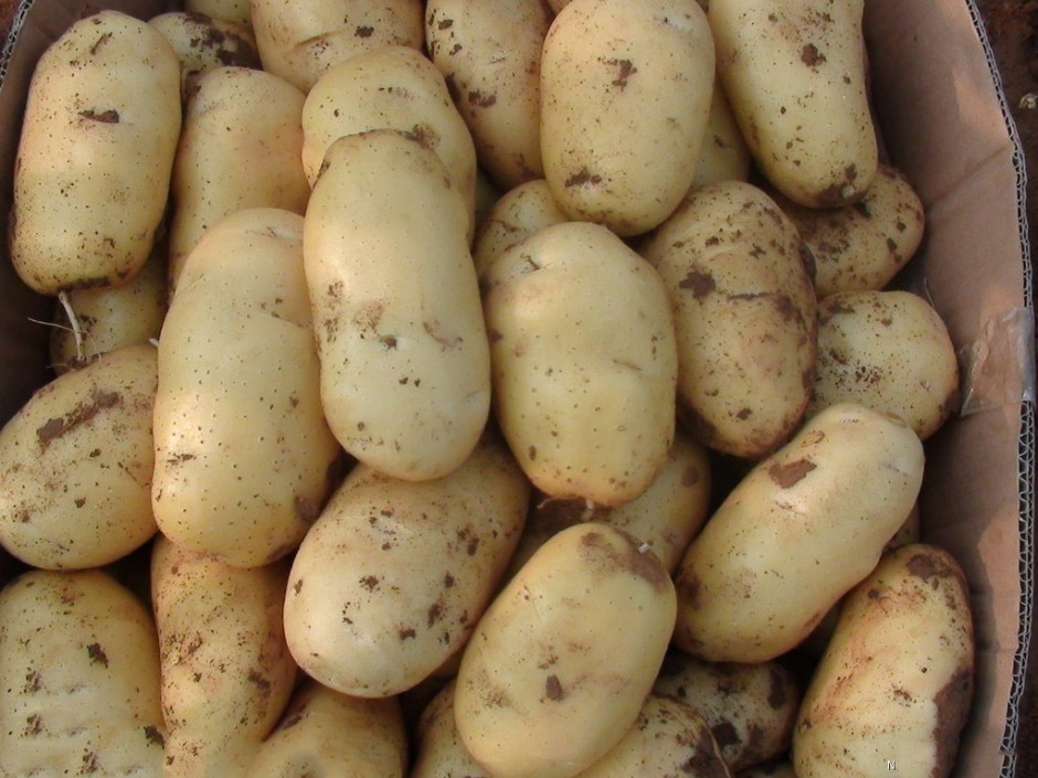 探究山药蛋的功效与作用 这些你要知道