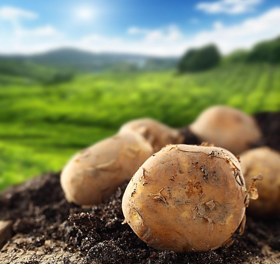 探究山药蛋的功效与作用 这些你要知道