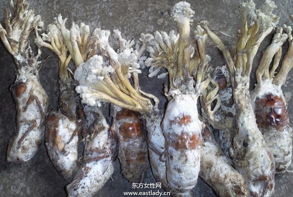 金蝉花的功效与作用有哪些 什么人不能吃