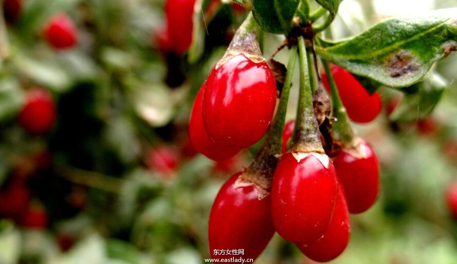 枸杞子泡酒喝的功效与做法 增强造血功能