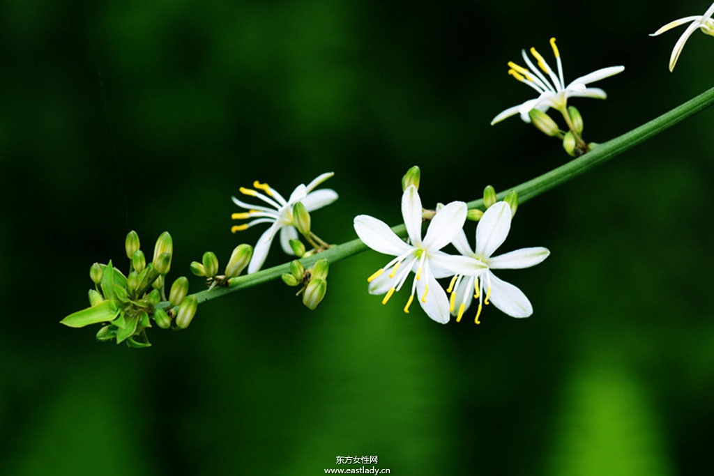6款适合室内养的植物 让你生机勃勃招财又进宝