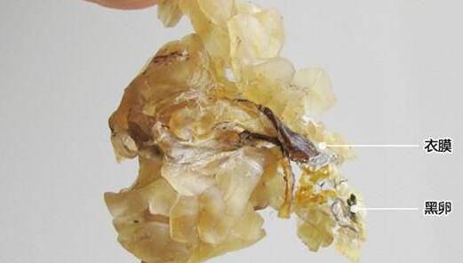 林蛙油的功效与作用 揭林蛙油的营养吃法