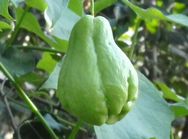 佛手瓜怎么吃最营养 揭佛手瓜的功效