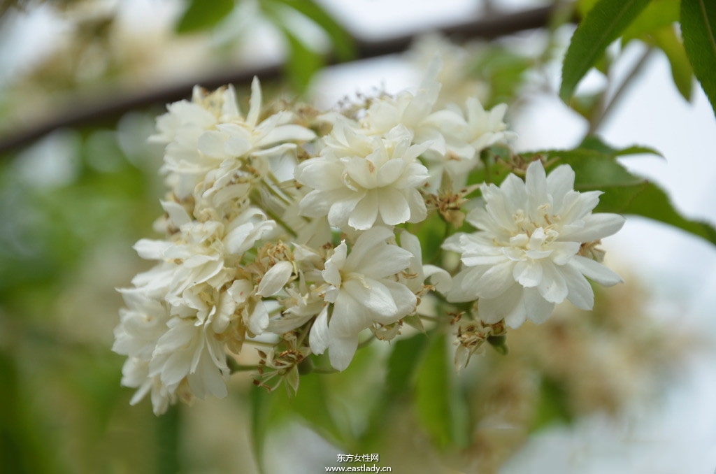 木香有何作用与功效 原来木香还有这作用