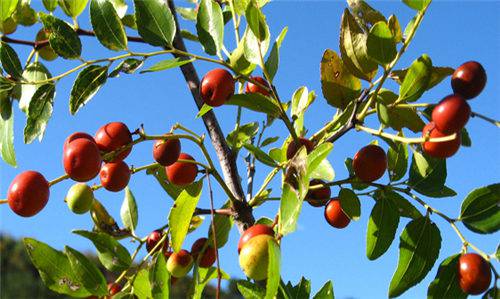 酸枣仁的副作用是什么 教你酸枣仁5大正确吃法