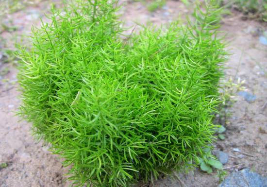 天门冬的功效与作用 药用价值有多高