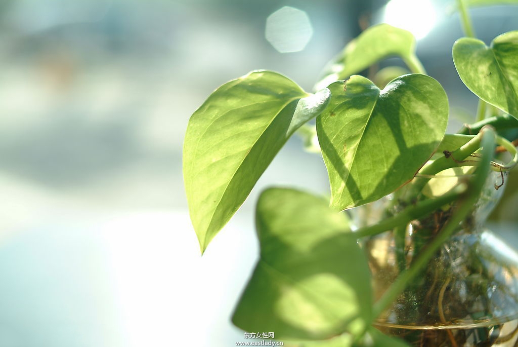 6款适合室内养的植物 让你生机勃勃招财又进宝