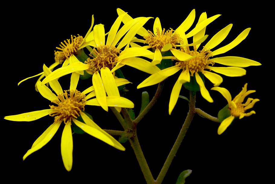 千里光是什么 千里光的功效与作用有哪些