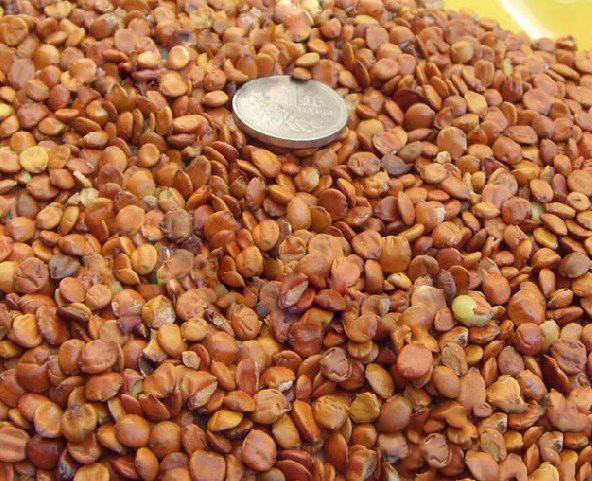 酸枣仁的副作用是什么 教你酸枣仁5大正确吃法