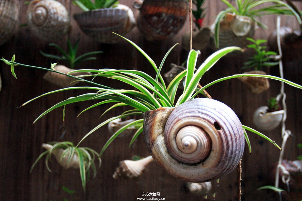 6款适合室内养的植物 让你生机勃勃招财又进宝