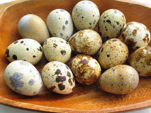鹌鹑蛋的4大营养价值 居然不比鸡蛋高
