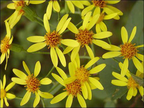 千里光是什么 千里光的功效与作用有哪些