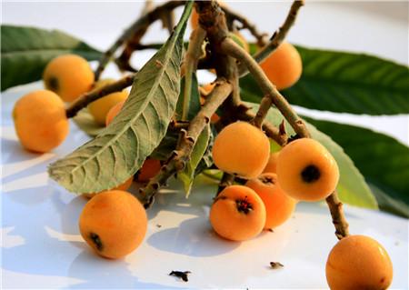 嗓子疼吃什么最好 不妨试试这六种水果