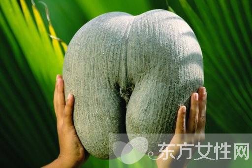 女性阴道生殖器构造图片 女性的阴道到底有多深