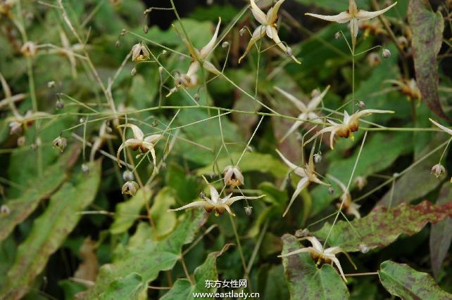 淫羊藿的功效与作用及食用方法大全