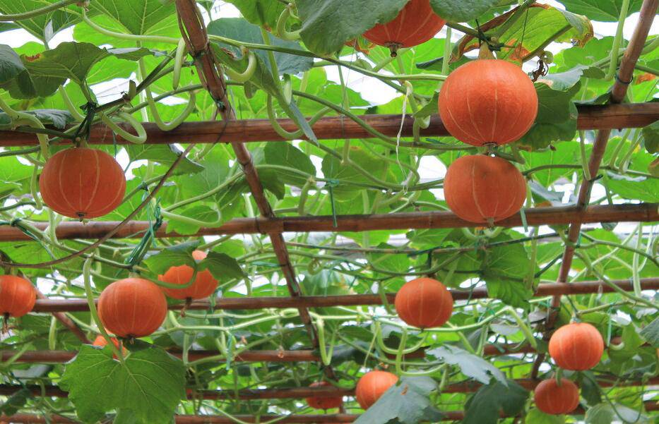 南瓜营养价值高 揭你不知道的南瓜粥做法