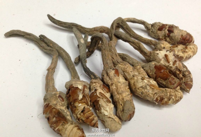 金蝉花的功效与作用有哪些 什么人不能吃