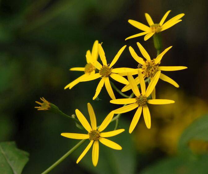 千里光是什么 千里光的功效与作用有哪些