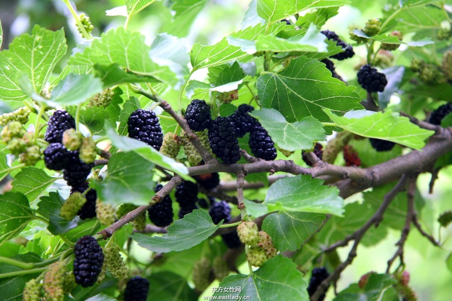 孕妇可以吃桑葚吗 都有哪些好处